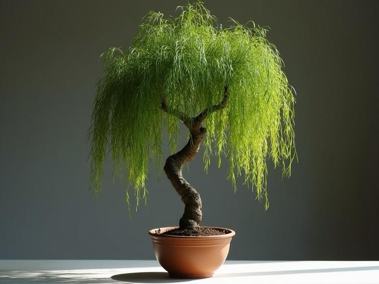 A miniature weeping willow tree. Realistic appearance. High contrast with harsh lighting. Tree features long curvy branches. Simple background creates focus. Trunk is straight with a highly asymmetric and leaning structure. Sparse leaf groupings. Rests in a simple clay pot.
