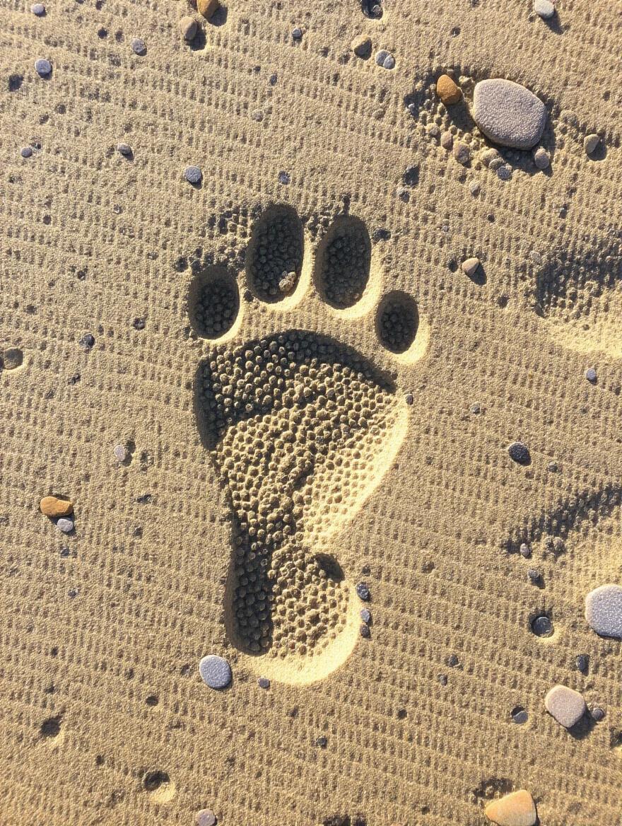 Footprint marked on sand resembling a three-toed paw print. Sandy surface with small pebbles surrounding the footprint. Focus on the texture and details of the footmark.