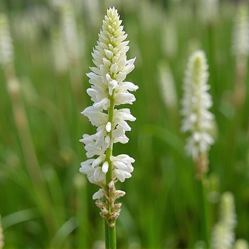 Close-up of a Habenaria Radiata flower with a blurred green background. The flower is white and has a distinctive shape. The focus is on the flower spike with spikes of small flowers.