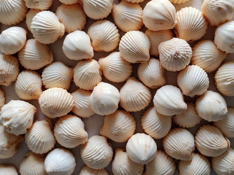 Texture featuring numerous identical sized and shaped shells arranged closely together
