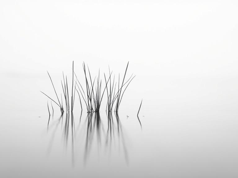 Minimalist artistic photograph of grass or reeds in calm water. Abstract symmetry in black and white style. Peaceful atmosphere with soft lighting and shallow depth of field.