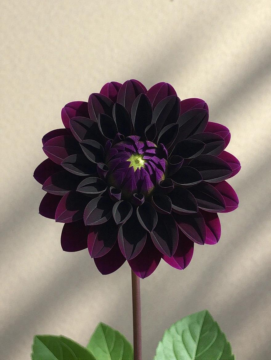 Black dahlia flower emerges from shadow. Parts of flower are obscured. Soft light highlights edges of petals. Dark and moody background.