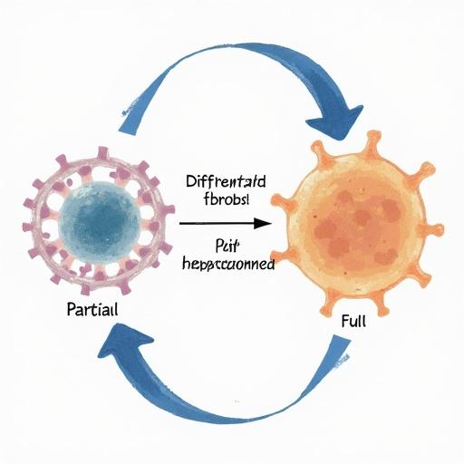 Scientific diagram showing two types of fibroblasts: Partial and Full reprogramming. Conversion arrows indicate change from differentiated fibroblast to younger fibroblast and to stem cell. Illustrative style with vibrant colors.