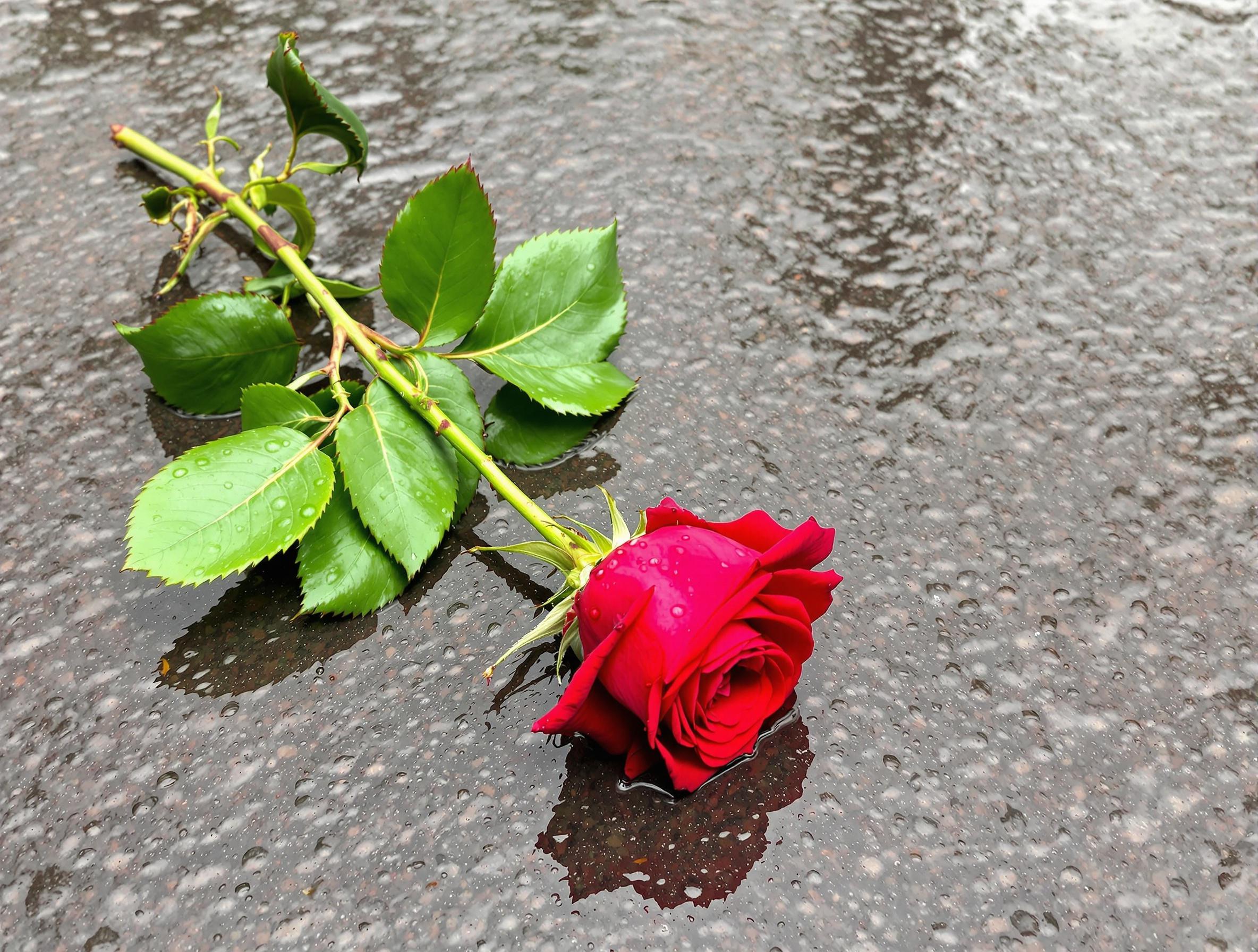 A single red rose lies on a wet surface. The surface has raindrops and ripples. The rose features vibrant green leaves. Water droplets rest on the petals enhancing its beauty. The scene captures the elegance of the rose against the reflective ground.