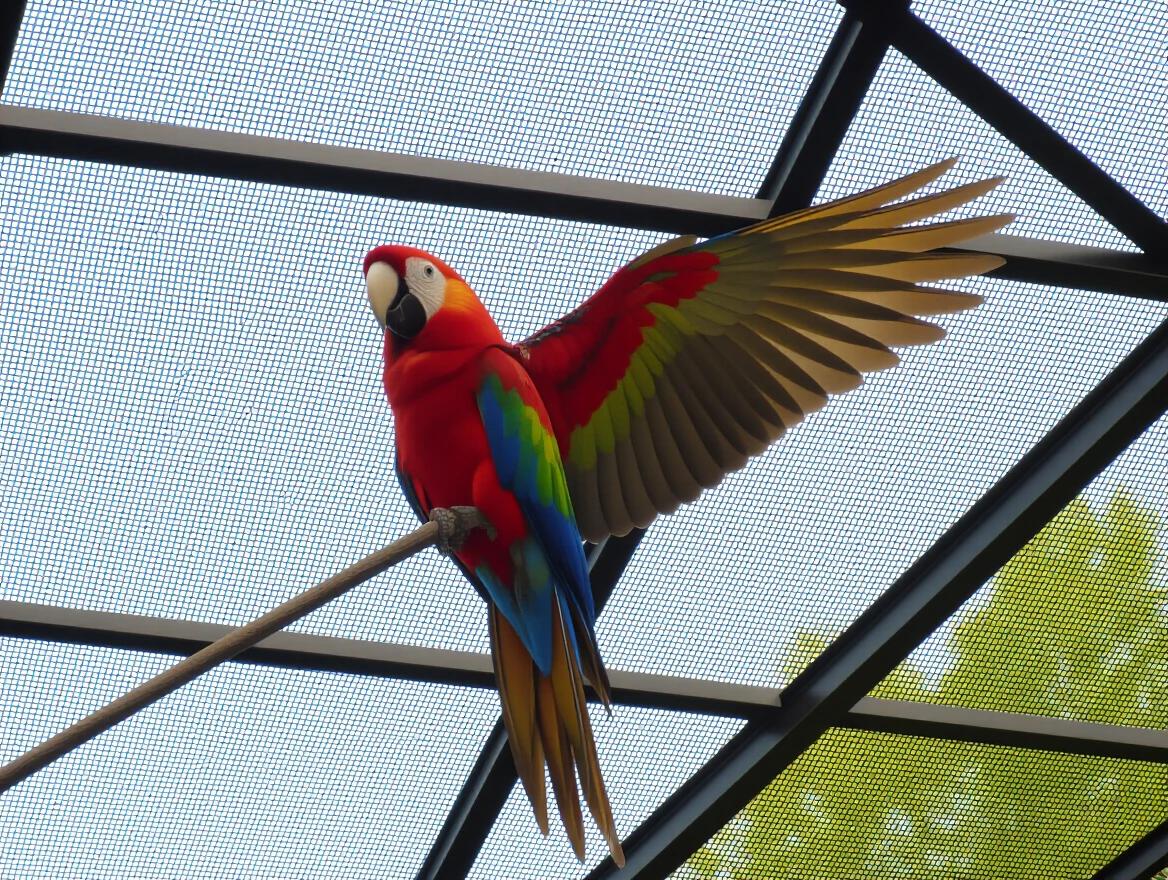 Colorful parrot sits on thin branch with wing spread. Wing resembles a hand. Bright feathers are displayed prominently. Natural habitat with mesh covering visible.