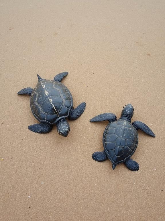Photograph features two small sea turtles on sandy beach. Image captured from a top-down perspective under natural light with an overcast sky. Light brown sand with fine texture surrounds turtles. Turtles are dark grey with textured shells. One turtle positioned in the bottom left corner while the other is in the top right corner. Each turtle is moving away from the other. No people or other objects present in the scene. Soft focus creates a calm atmosphere. Slight shadow underneath turtles highlights the natural environment. Simple composition emphasizes the subtle contrast between turtles and sand.